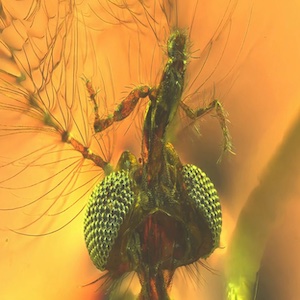 أجزاء فمٍ ثاقبة لذكر البعوض، تعود إلى 130 مليون سنة، مكّنتْه من اختراق جلد الحيوانات.